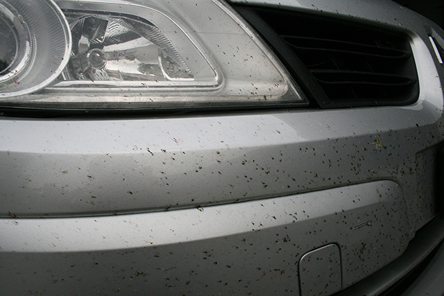 Moscerini e insetti sull'auto
